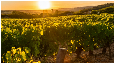 Vignobles bordelais au soleil couchant