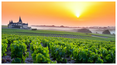 Vignobles bordelais au soleil levant